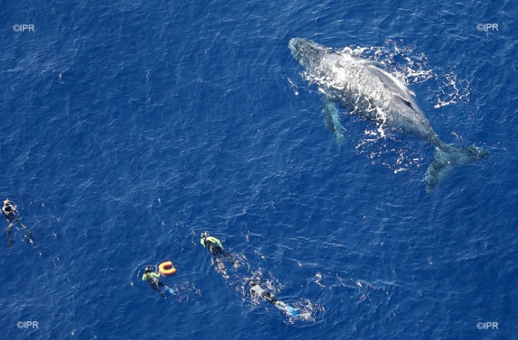 baleines 
