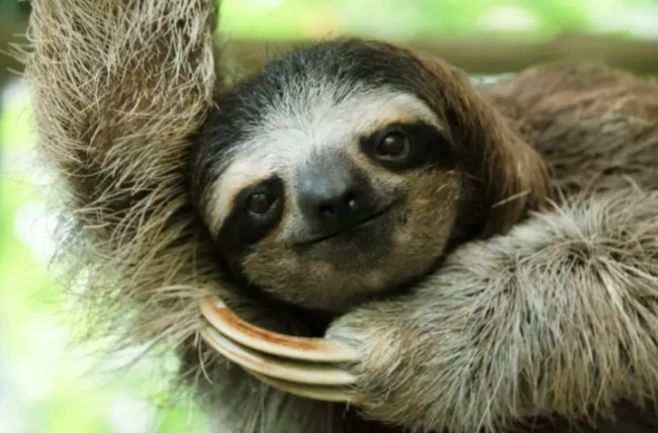 Un paresseux au Sanctuaire de Cahuita, le 10 mars 2023 au Costa Rica ( AFP / Ezequiel BECERRA )