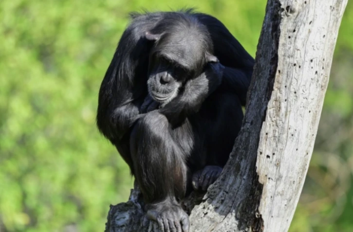 Un chimpanzé au zoo Bioparc de Valence, en Espagne, le 13 octobre 2024 ( AFP / Jose Jordan )