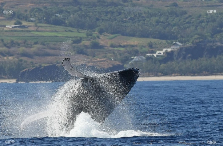 baleines 