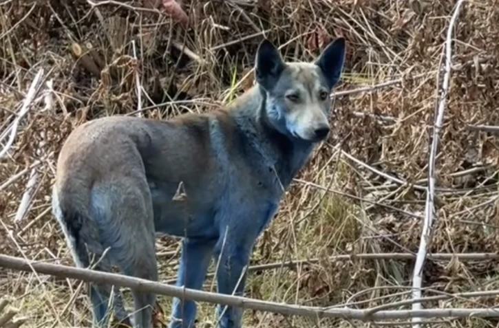 De mystérieux chiens bleus apparaissent à Tchernobyl