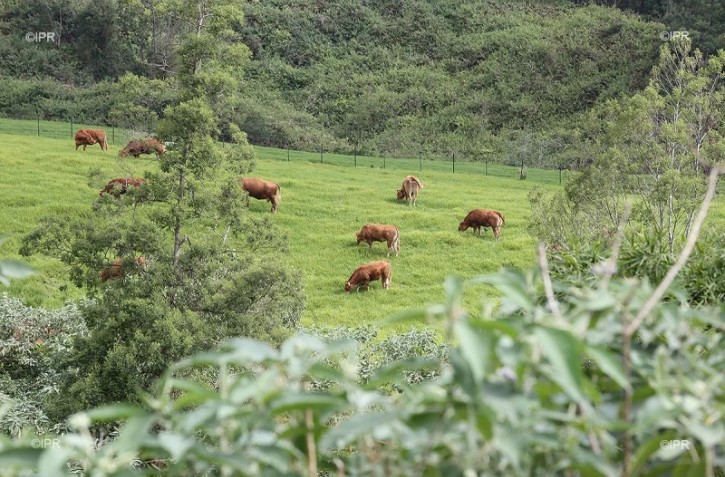 vaches plaine des cafres 
