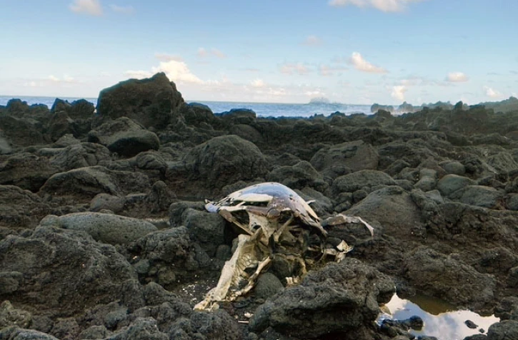 tortue morte kelonia