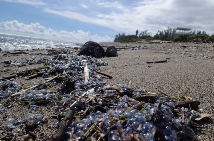 Physalies urticantes 8 février 2018