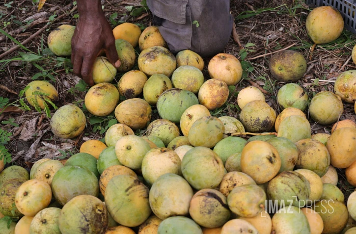 Mangue serveaux