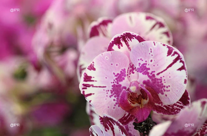 Salon Flore et Halle