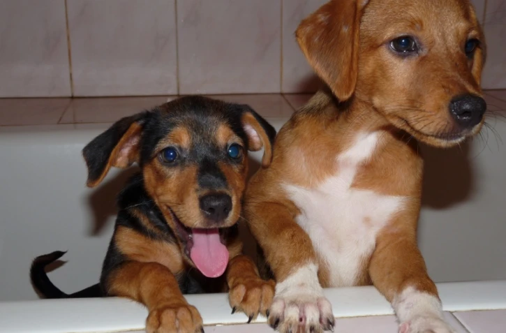 "Gamelle solidaire" : nouvel appel aux dons de l'Arche de Noé