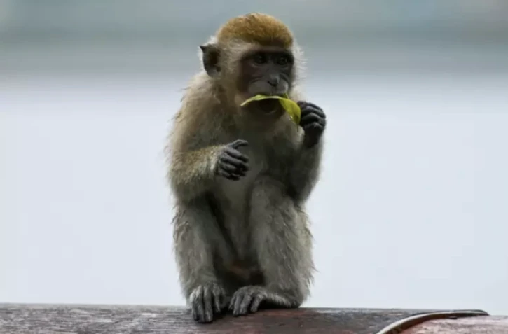 Avec le grand âge, les macaques restreignent le cercle de leurs relations tout en préservant des échanges avec leurs congénères les plus fidèles ( AFP / Roslan RAHMAN )
