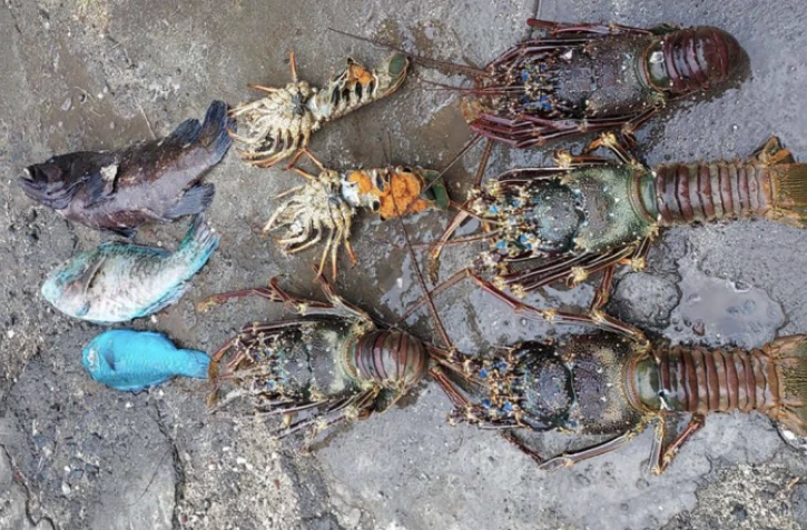 Réserve naturelle marine, pêce illégale, interpellation, poissons, crustacés