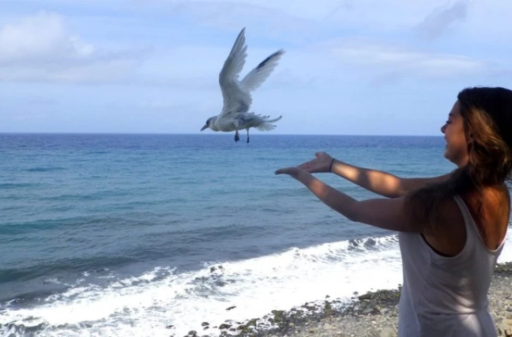 Petit poussin devenu grand