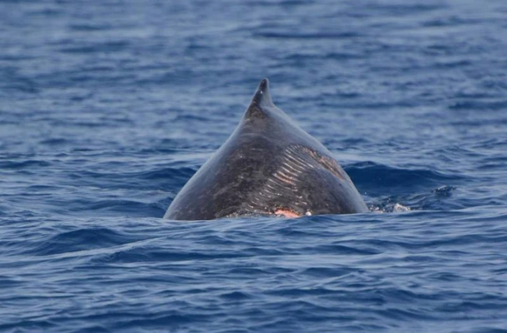 Baleineau blessé