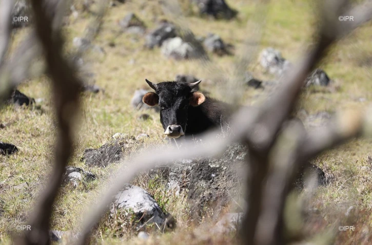 vaches 