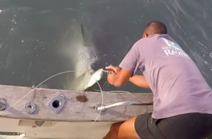 requin marteau halicorne, CRA, capture, relâche,squale, Baie de Saint-Paul
