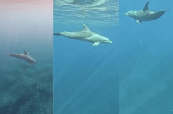 Dauphins piégés par des fils de pêche : Globice Réunion alerte sur un "danger extrême"