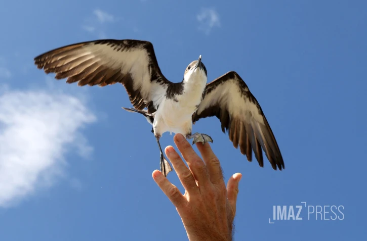 lâcher de pétrels 2023