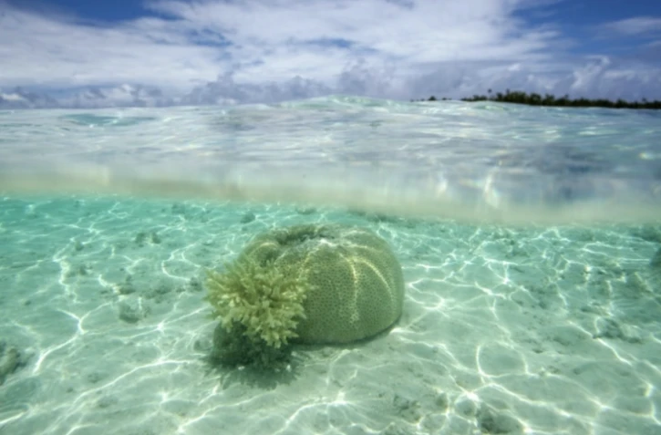 Des coraux dans un atoll de l'archipel des Tuamotu, en Polynésie française, le 14 octobre 2015 ( AFP / GREGORY BOISSY )