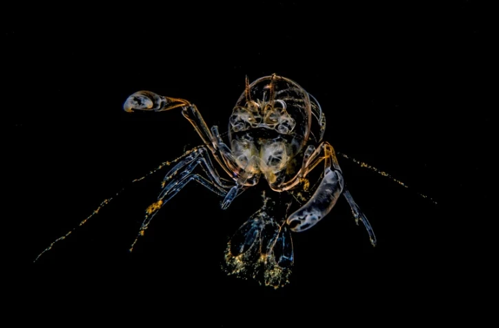 festival image sous-marinee