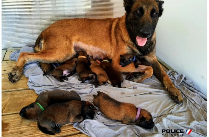  Police : les chiots de Bella se portent à merveille 