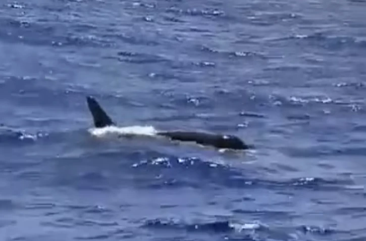 Des orques repérées à 83km au large de La Réunion