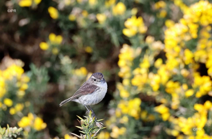 incendie du Maïdo 2020