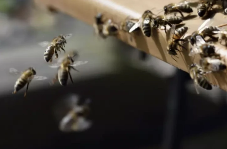 Les abeilles urbaines peuvent être utilisées pour mieux connaître le paysage invisible de nos villes, selon une étude ( AFP / ERIC FEFERBERG )