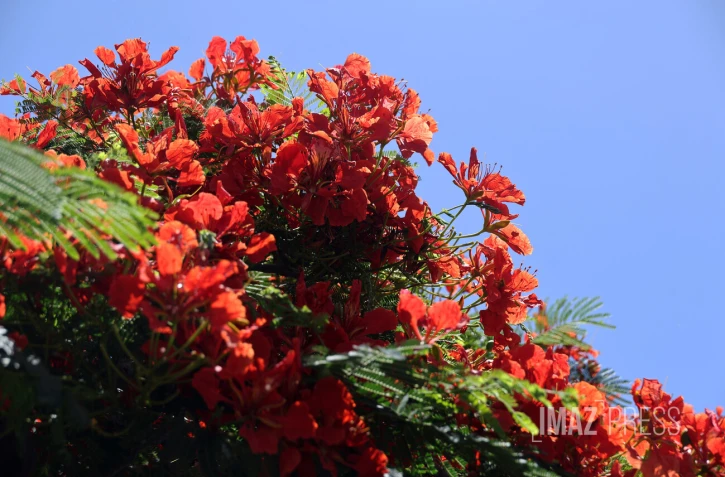 flamboyants , flamboyant 