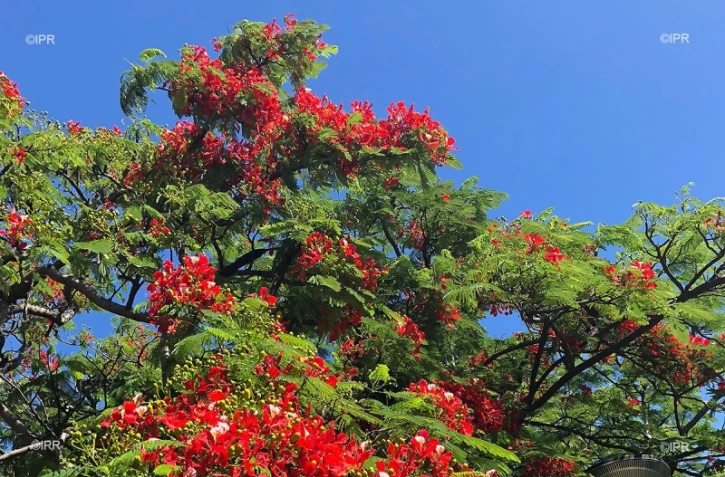 flamboyant du mois de mai