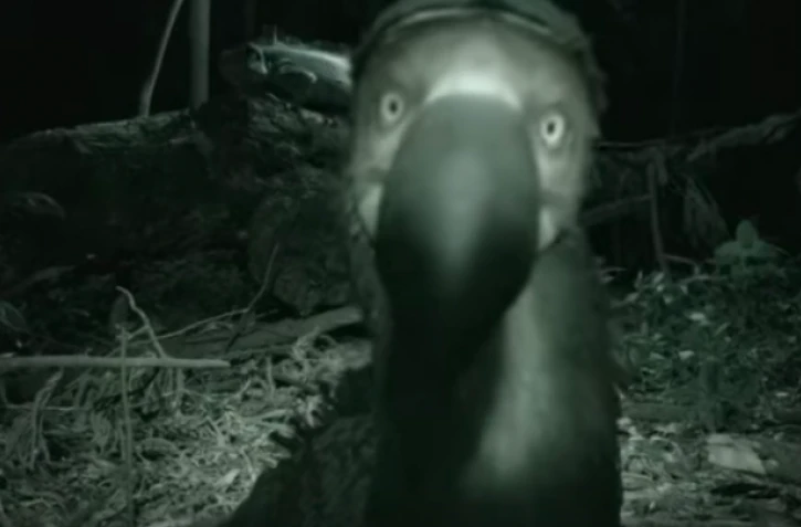 faux dodo filmé à La Réunion