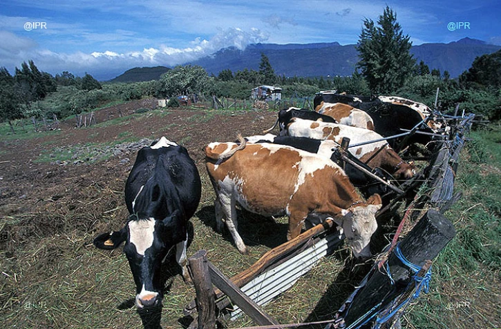 Une vingtaine de vaches mortes foudroyées