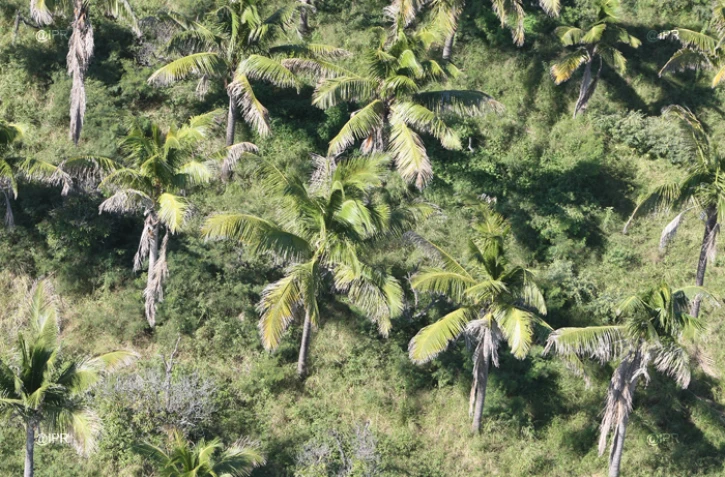Cocotiers 