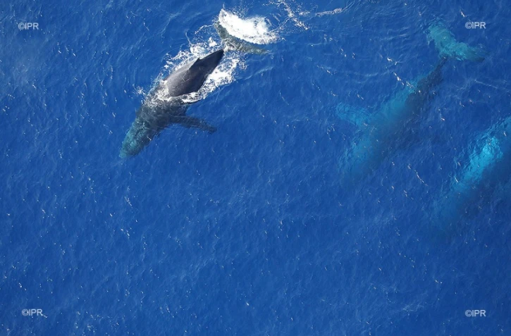 Baleine Saint-Paul
