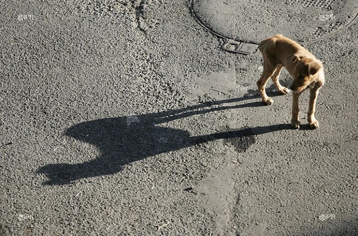 Les chiens abandonnés en période de fin d\'année dépendent entièrement de la bonté de ceux qui les trouvent