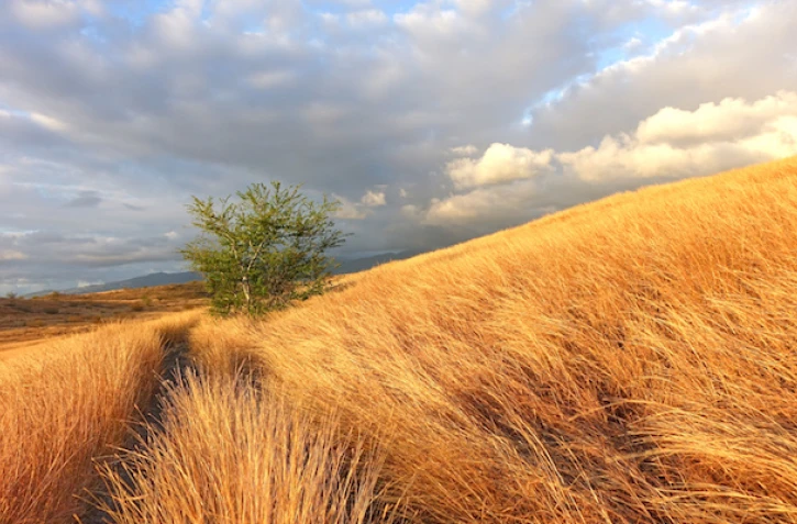 Savane