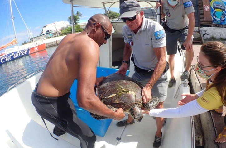 Une nouvelle collision entre une tortue et un bateau