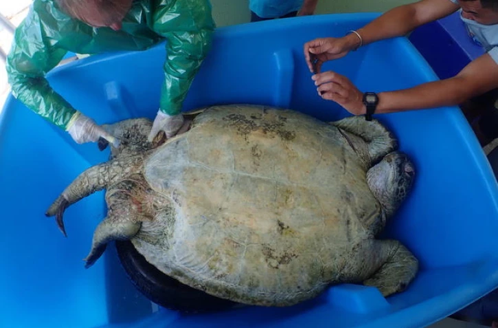 Une nécropsie de la tortue verte récupéré mort à Saint-Gilles-les-Bains a été réalisée lundi matin. Son décès est lié à une invagination de l'intestin créant une septicémie, une infection. Rien n'a permis d'identifier la cause de cette invagination (corps étranger non observée, parasitisme, stress) Pas de cause humaine à priori à cette mortalité. La tortue ne se nourrissait plus depuis l'apparition de l'invagination qui pourrait remonter à une semaine, et présentait un estomac et intestin totalement vide.