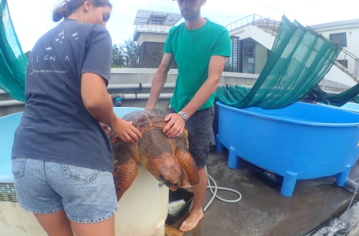 Kélonia : malgré la mobilisation, les soins des tortues se poursuivent