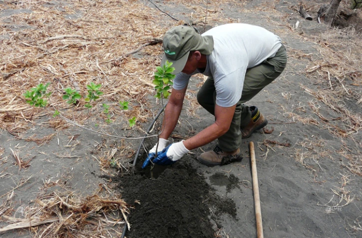 Replantation Etang-Salé
