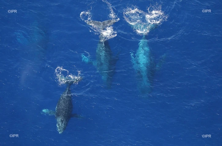 baleines