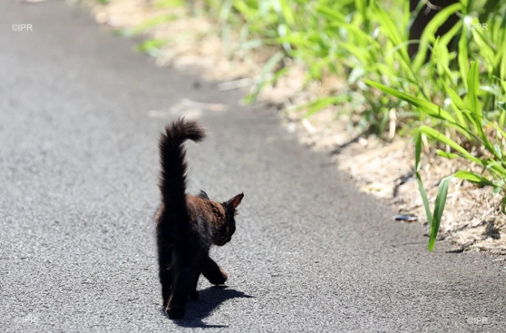 chat errant 