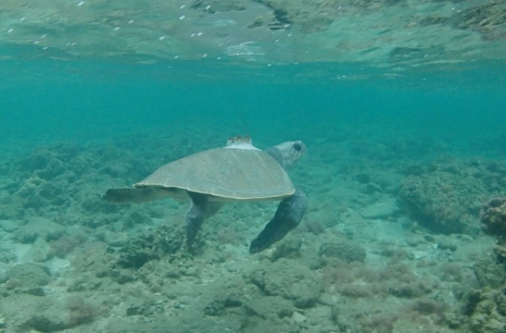 La tortue olivâtre Union revient, sa balise sur le dos 