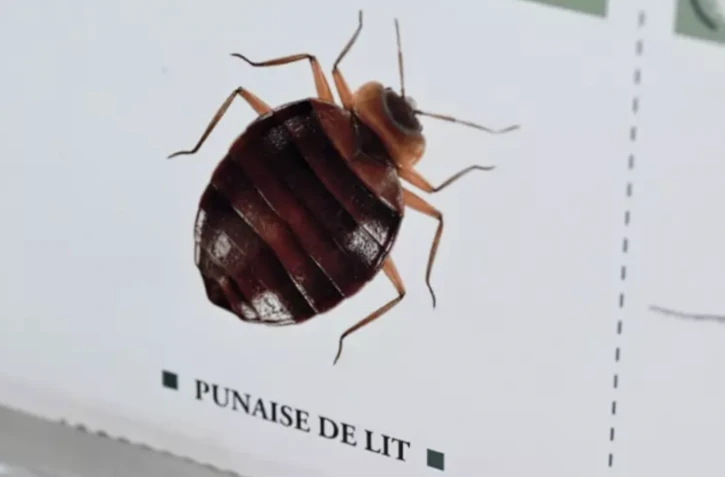 La France est balayée par une vague de "panique collective" face aux punaises de lit, qui inquiètent jusqu'au sommet de l'Etat ( AFP / MIGUEL MEDINA )