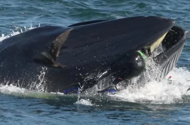 baleine Afrique du Sud