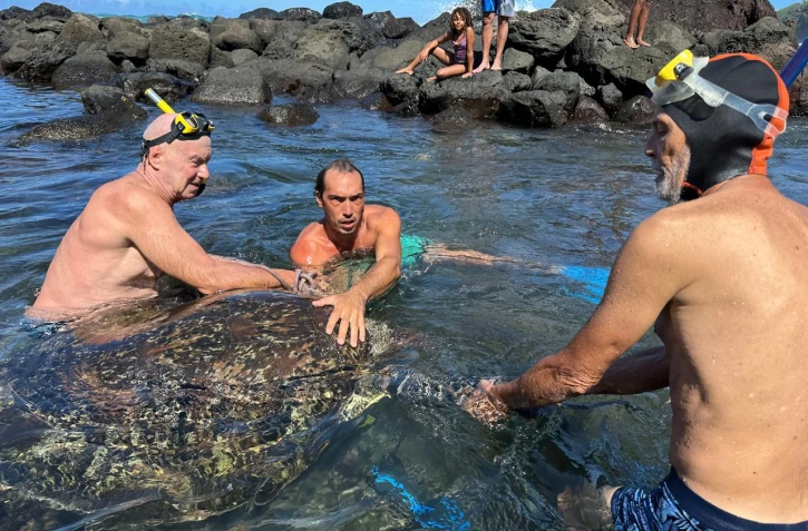 Tortue Manapany
