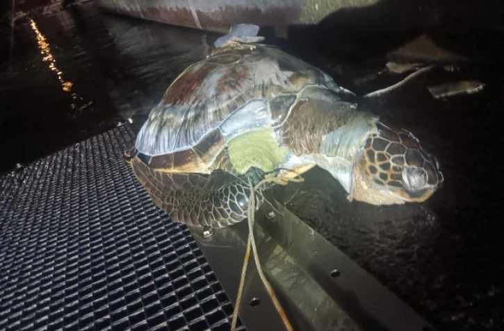 tortue morte