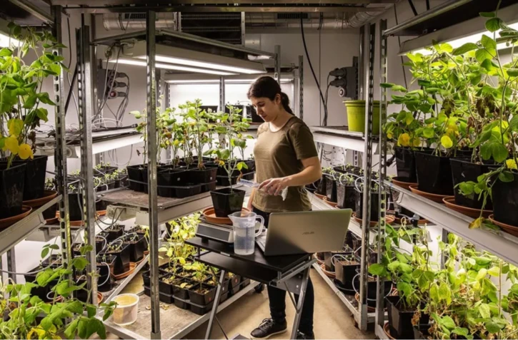 L'apport exogène de phytostérols, molécules lipidiques d'origine végétale, renforcent la résistance des plantes au stress hydrique. (Elicit Plant)
