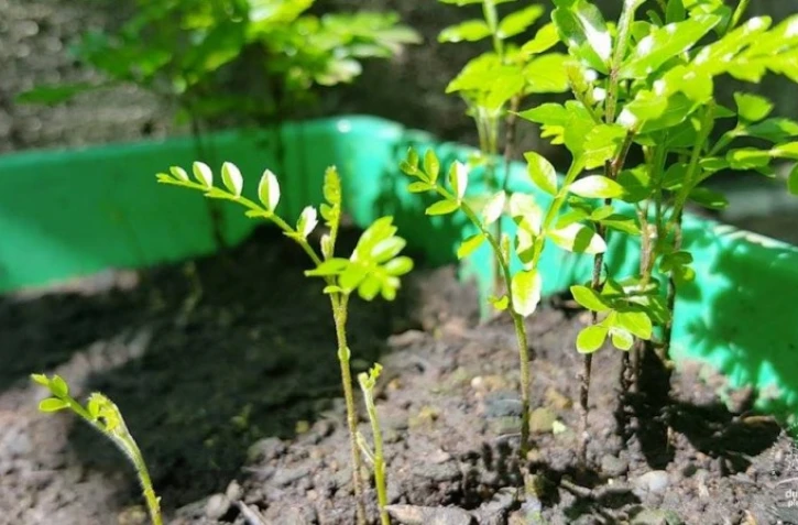 L\'école du jardin planétaire cherche des fonds pour acquérir du matériel.