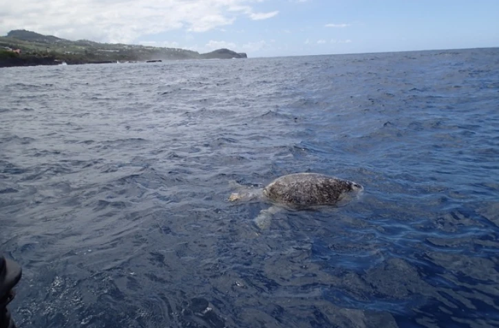 Tortue morte