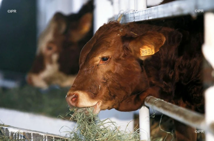 vaches
