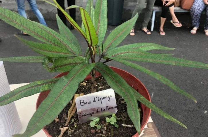 soixantaine de pieds d'arbres plantés sainte clotilde