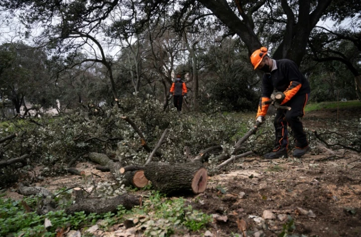 Élagage dans le parc Retiro de Madrid, le 29 janvier 2021